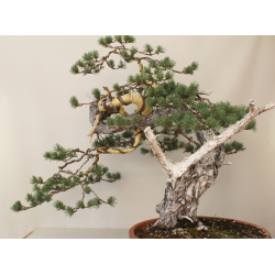 PINUS SYLVESTRIS 8433 View 2
