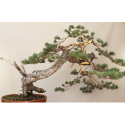 PINUS SYLVESTRIS 8433 View 3