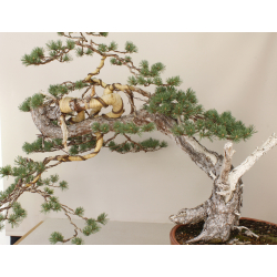 PINUS SYLVESTRIS 8433 View 4
