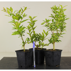 PUNICA GRANATUM NEJIKAN 8470