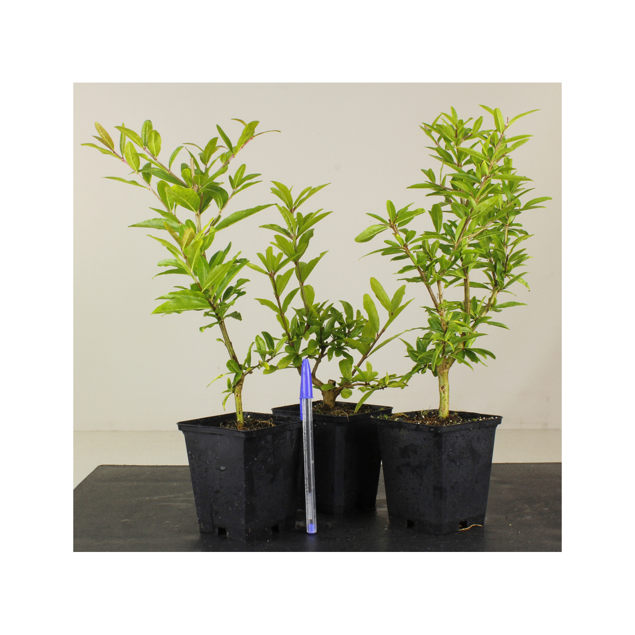 PUNICA GRANATUM NEJIKAN 8470