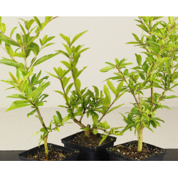 PUNICA GRANATUM NEJIKAN 8470 View 2