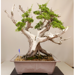 JUNIPERUS CHINENSIS ITOIGAWA A00008