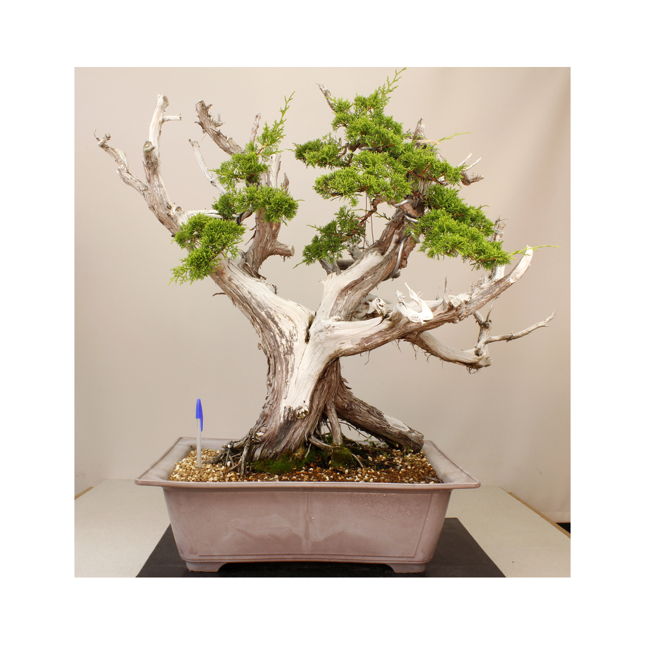 JUNIPERUS CHINENSIS ITOIGAWA A00008