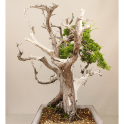 JUNIPERUS CHINENSIS ITOIGAWA A00008 Vista 2