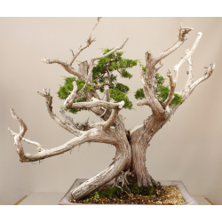 JUNIPERUS CHINENSIS ITOIGAWA A00008 Vista 3