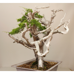 JUNIPERUS CHINENSIS ITOIGAWA A00008 Vista 4