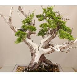 JUNIPERUS CHINENSIS ITOIGAWA A00008 Vista 5