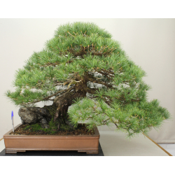 PINUS PARVIFLORA PENTAPHYLLA 7476