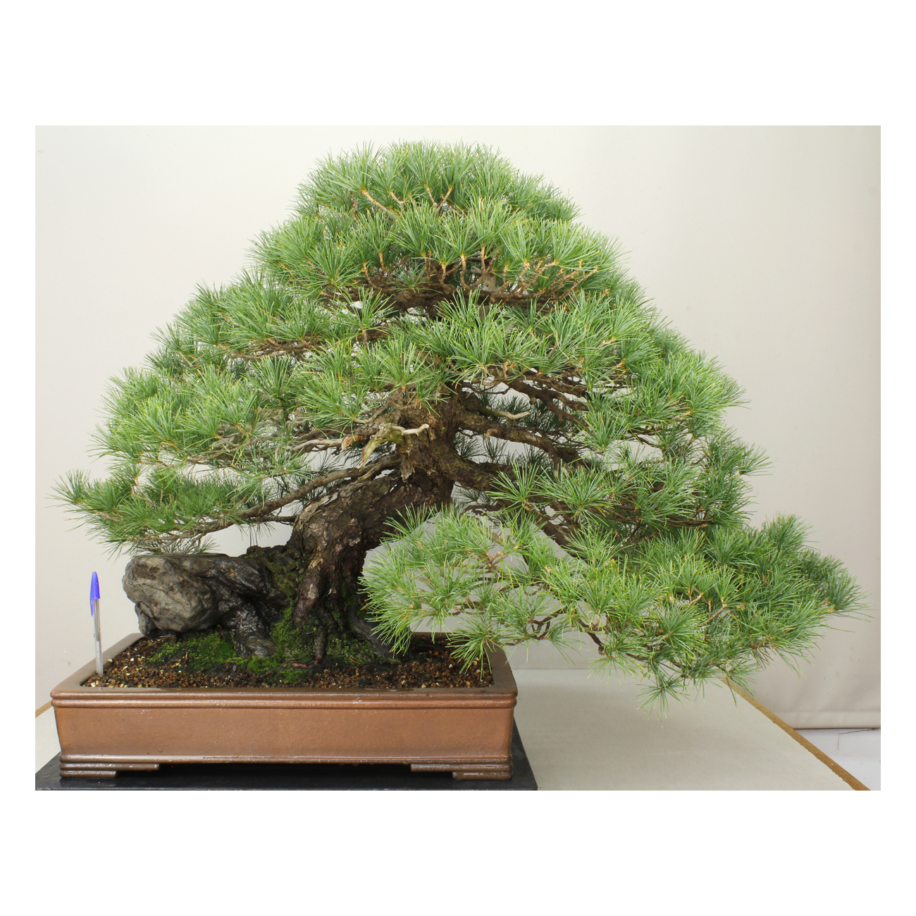 PINUS PARVIFLORA PENTAPHYLLA 7476