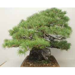 PINUS PARVIFLORA PENTAPHYLLA 7476 View 2