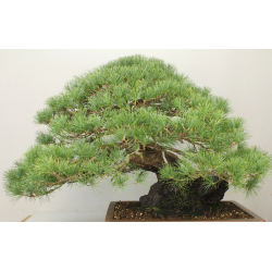 PINUS PARVIFLORA PENTAPHYLLA 7476 View 3
