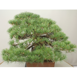 PINUS PARVIFLORA PENTAPHYLLA 7476 View 4