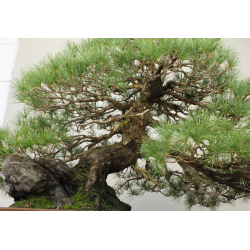PINUS PARVIFLORA PENTAPHYLLA 7476 View 5