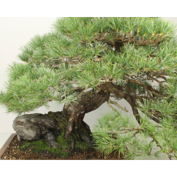 PINUS PARVIFLORA PENTAPHYLLA 7476 View 6
