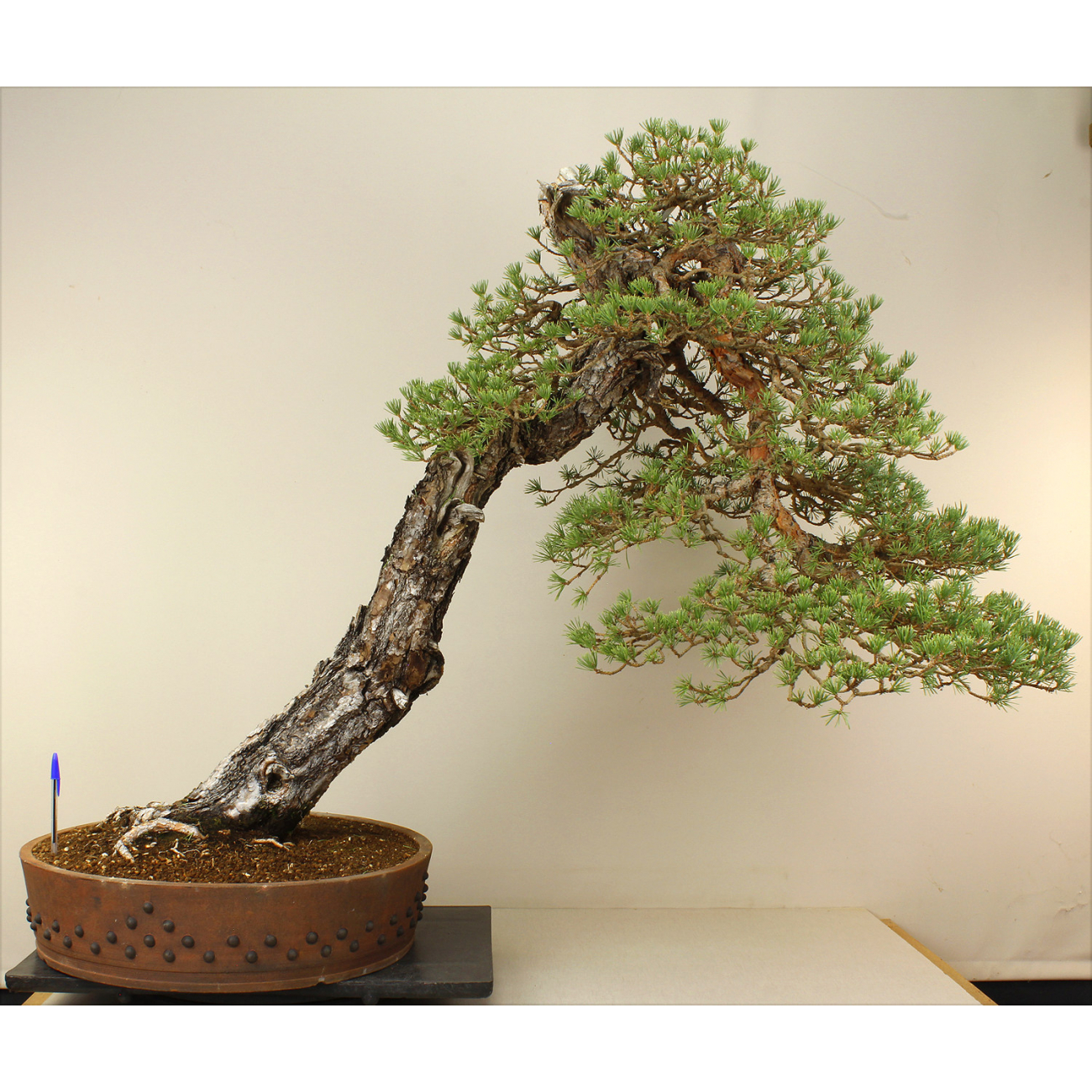 PINUS SYLVESTRIS A00077