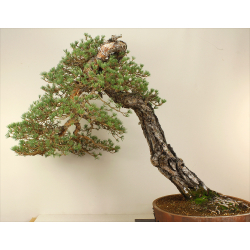 PINUS SYLVESTRIS (PINO SILVESTRE EUROPEO) A00077 Vista 3