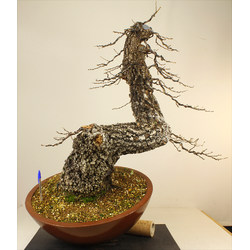 QUERCUS FAGINEA (QUEJIGO) A00298