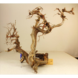 Wood for tanuki bonsai 10