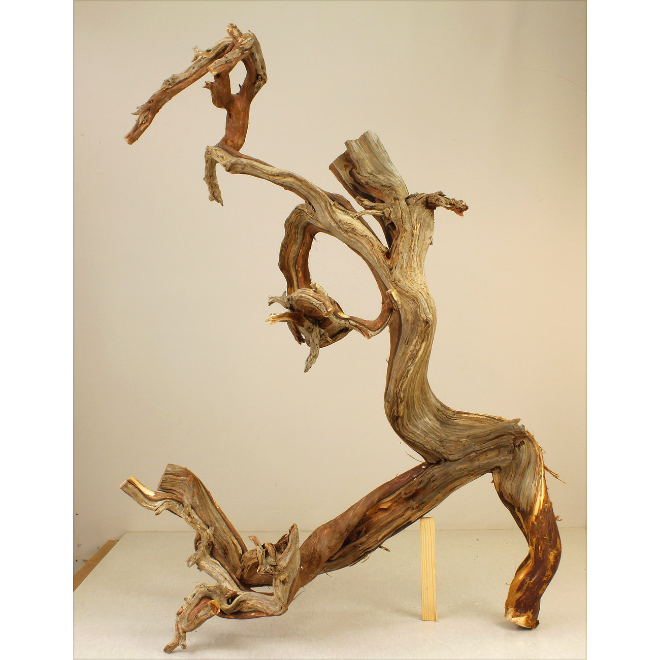 Wood for tanuki bonsai 13