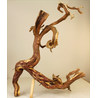 Wood for tanuki bonsai 13 View 3