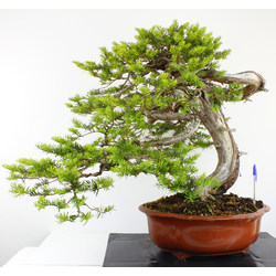 TAXUS CUSPIDATA (TEJO JAPONÉS) A00685