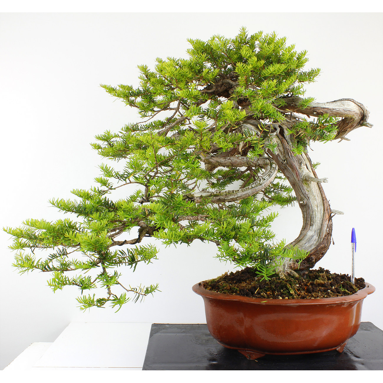 TAXUS CUSPIDATA (TEJO JAPONÉS) A00685