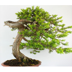 TAXUS CUSPIDATA (TEJO JAPONÉS) A00685 Vista 2