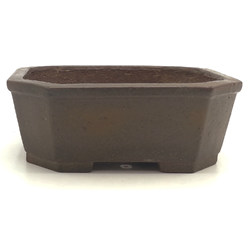 Maceta bonsái JTA7319 SHIBAKATSU