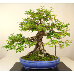 CARPINUS TURCZANINOVII (CARPE COREANO) A00768 Vista 2