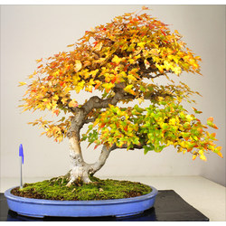 ACER BUERGERIANUM (ARCE JAPONÉS DE 3 PUNTAS) A01023 Vista 2
