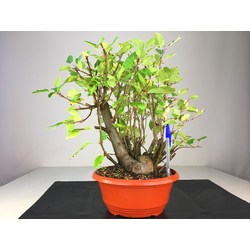 MALUS (MANZANO) SYLVESTRIS I-1526