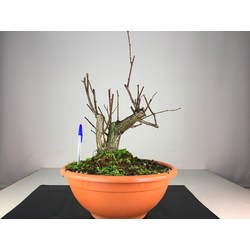 ULMUS (OLMO) GLABRA I-1547