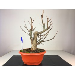 ULMUS (OLMO) GLABRA I-1563