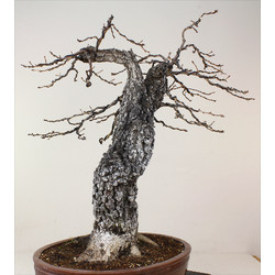 QUERCUS FAGINEA (QUEJIGO) A00303