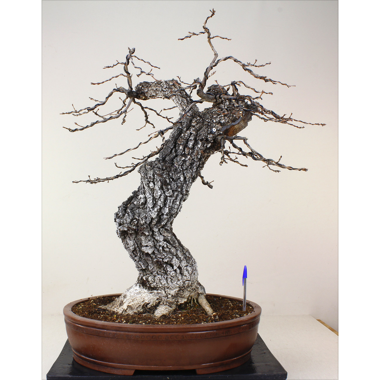 QUERCUS FAGINEA (QUEJIGO) A00303 Vista 2