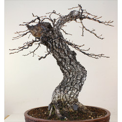 QUERCUS FAGINEA (QUEJIGO) A00303 Vista 3