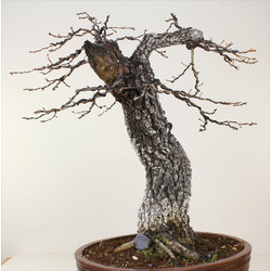 QUERCUS FAGINEA (QUEJIGO) A00303 Vista 4