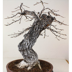 QUERCUS FAGINEA (QUEJIGO) A00303 Vista 5