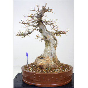 ACER BUERGERIANUM (ARCE JAPONÉS DE 3 PUNTAS) A01150