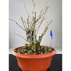ULMUS (OLMO) GLABRA I-2149