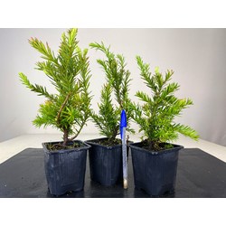 TAXUS BACCATA (TEJO EUROPEO) 8444