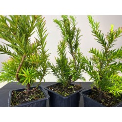 TAXUS BACCATA (TEJO EUROPEO) 8444 Vista 2