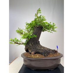 ULMUS (OLMO) MINOR I-2350