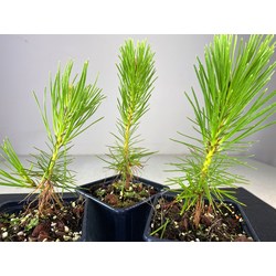 PINUS THUNBERGII I-2460