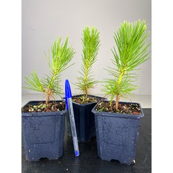 PINUS THUNBERGII I-2460 View 2