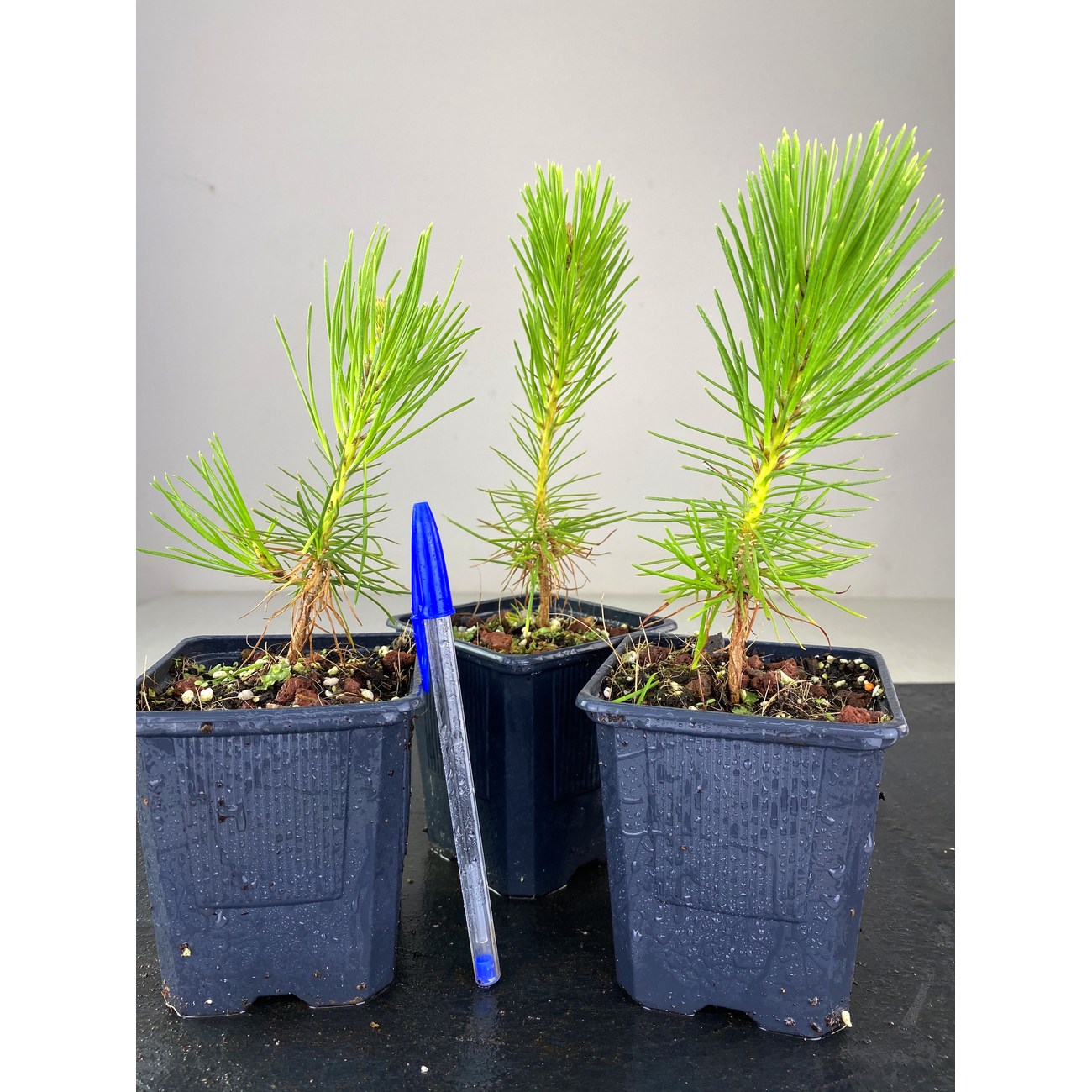 PINUS THUNBERGII I-2460 View 2