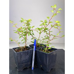 PRUNUS KOJO NO MAI I-2462