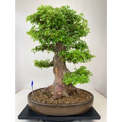 ACER BUERGERIANUM I-2452