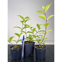 CALLICARPA JAPONICA I-2470